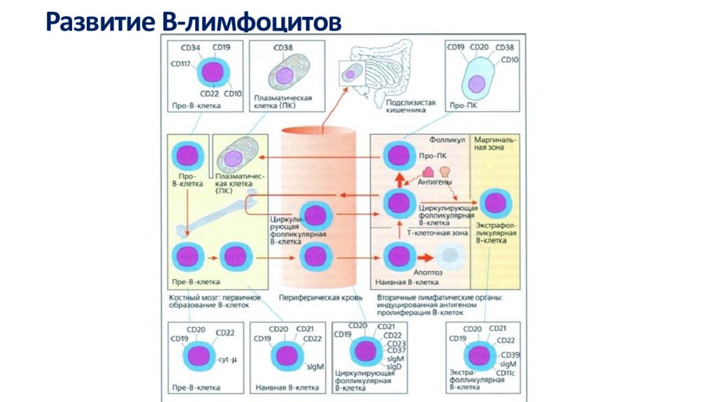 Развитие лимфоцитов. Схема онтогенеза т лимфоцитов. Схема развития т лимфоцитов. Схема образования т и в лимфоцитов. Этапы созревания b лимфоцитов.