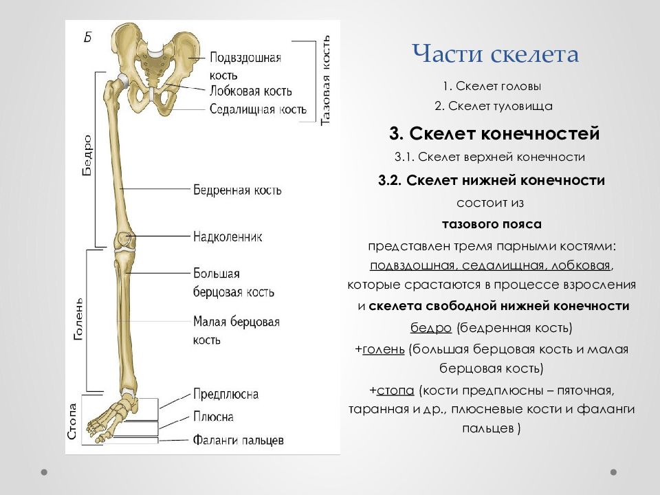 Функции костей верхних конечностей человека. Кости свободной нижней конечности: строение, возрастные изменения.. Отделы скелета пояс нижних конечностей.