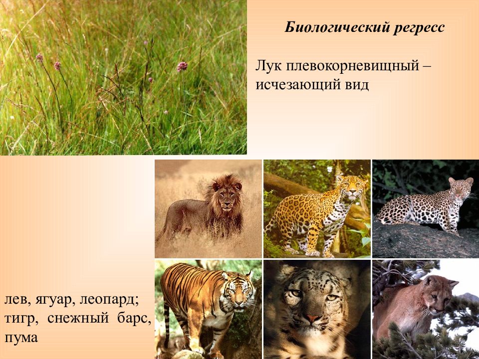 Уссурийский тигр биологический прогресс. Биологический регресс примеры. Биотический регресс примеры. Животные в биологическом Прогрессе. Биологический регресс животные.