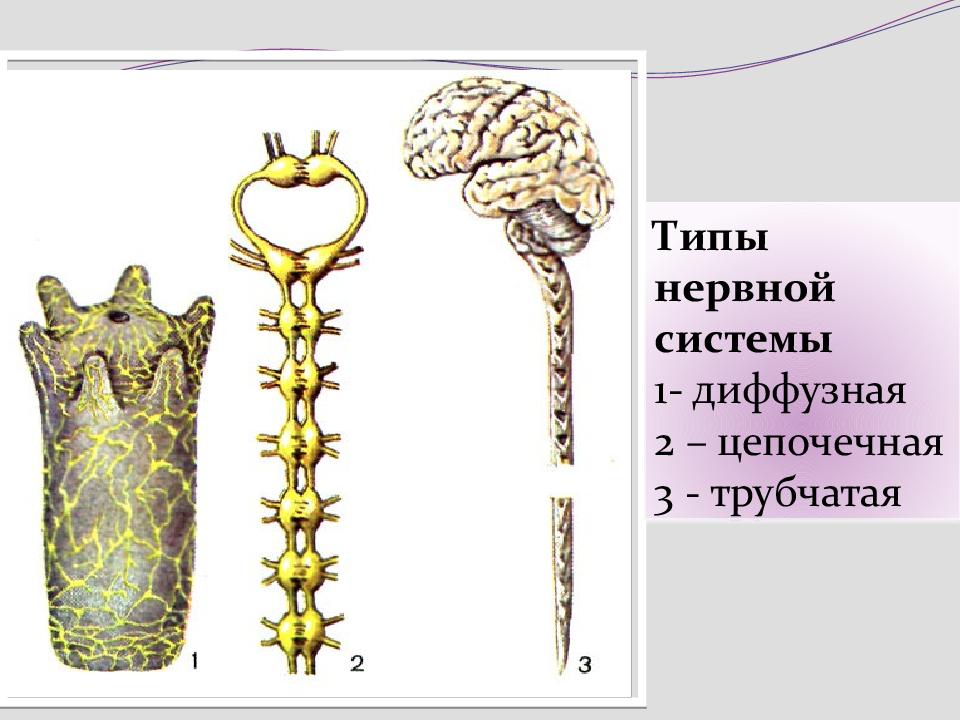 Нервная система двустворчатых моллюсков. Трубчатая нервная система. Диффузная нервная система гидры. Узловая нервная система. Сетчатая нервная система гидры.