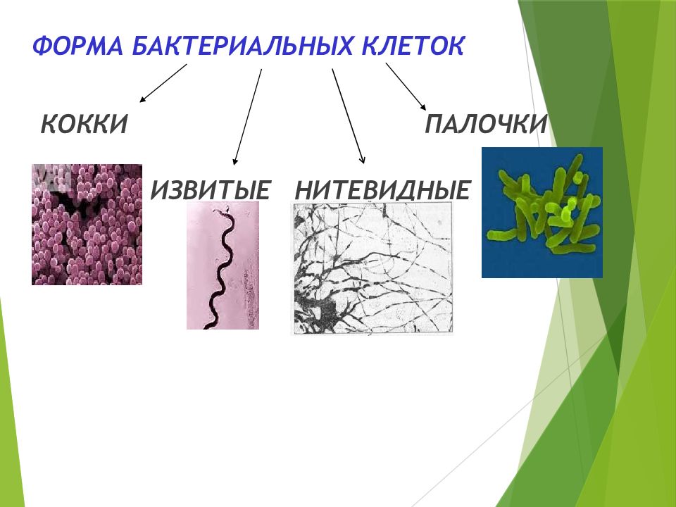 Нитевидные бактерии. Нитевидные формы бактерий. Нитевидная форма. Формы бактериальных клеток. Нитевидные бактерии виды.