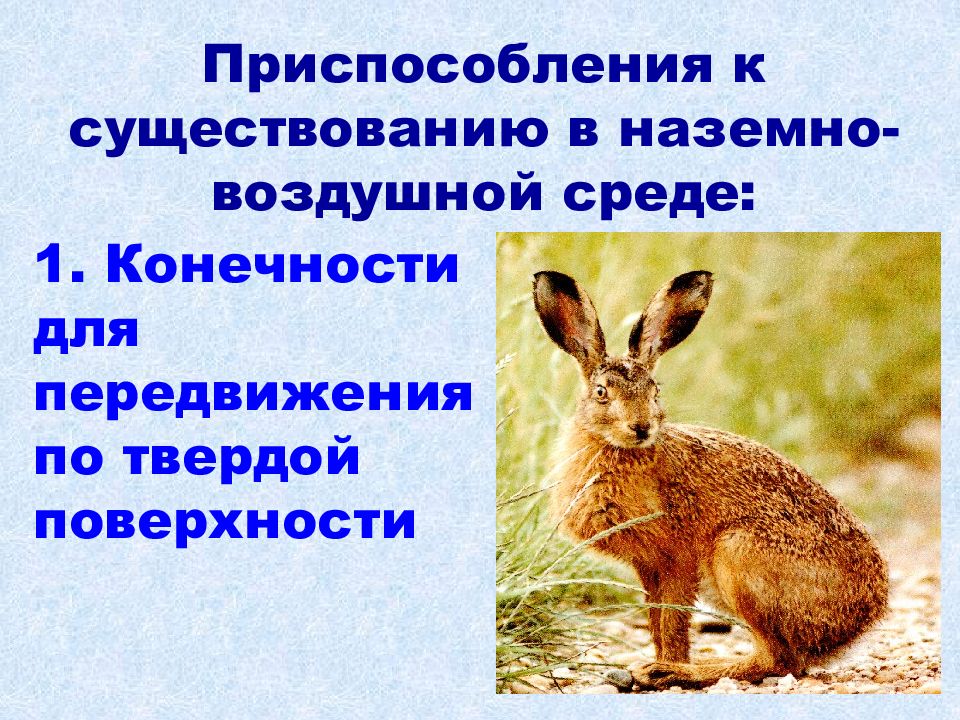 Черты приспособления организмов к наземно воздушной среде. Приспособления к наземно-воздушной среде обитания. Пути приспособления организмов к среде обитания. Приспособление организма человека. Приспособленность организмов кроссворд.