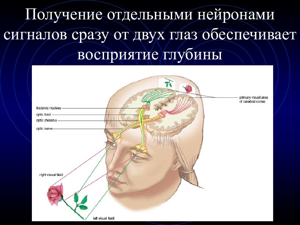 Анализатор зрительный слуховой вестибулярный