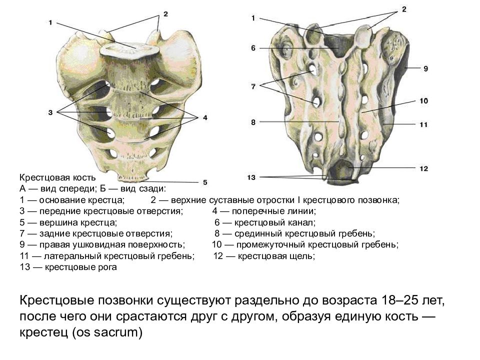 Скелет крестца