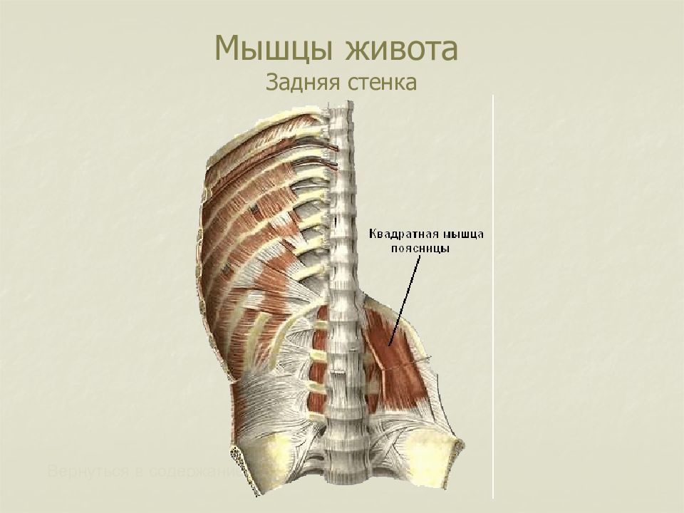 Квадратная мышца. Задняя группа мышц живота. Мышцы живота анатомия квадратная мышца поясницы. Мышцы задней стенки живота. Мышцы задней стенки живота квадратная мышца поясницы.