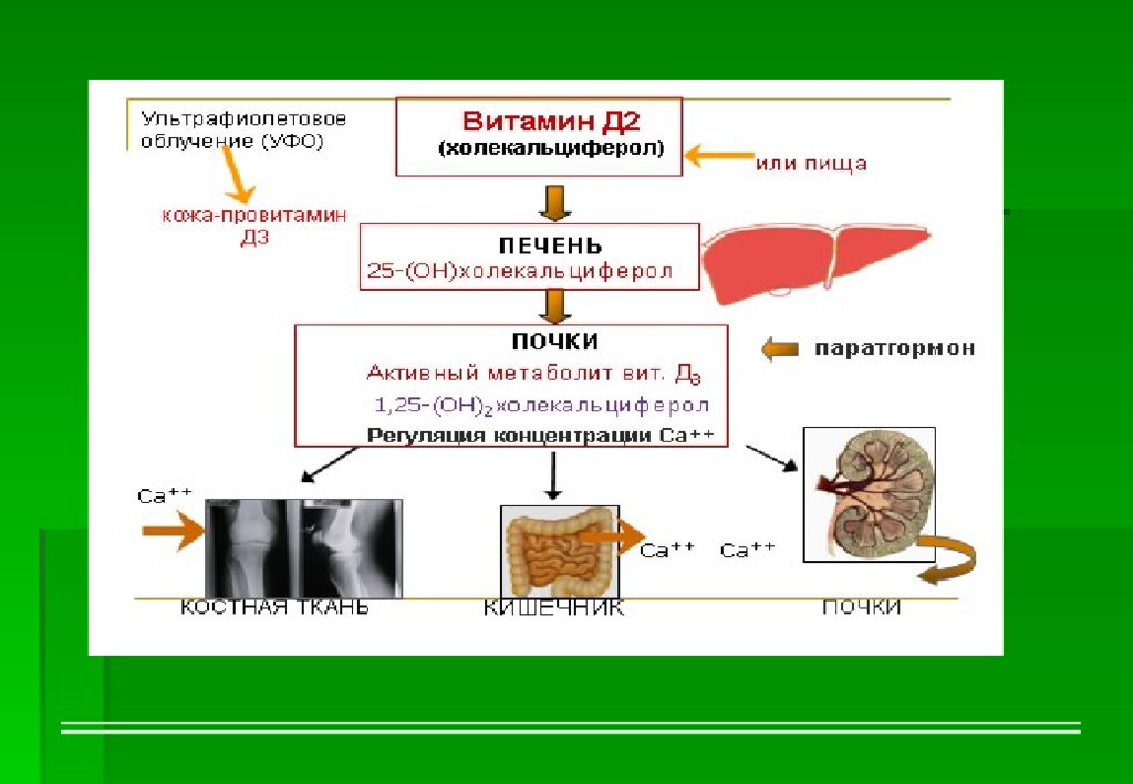 Афо кожи. Патогенез рахита. Патогенез витамина д. Патогенез витамин d дефицитного рахита. Патогенез дефицита витамина д.