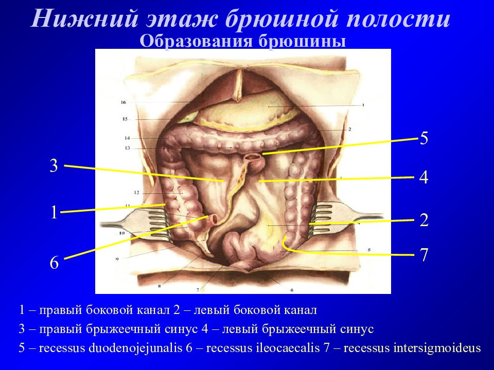 Верхних 1 нижних 3 боковых. Нижний этаж брюшной полости топографическая анатомия. Правый боковой канал Нижнего этажа брюшной полости. Каналы синусы карманы брюшины. Топографическая анатомия органов Нижнего этажа брюшной полости.