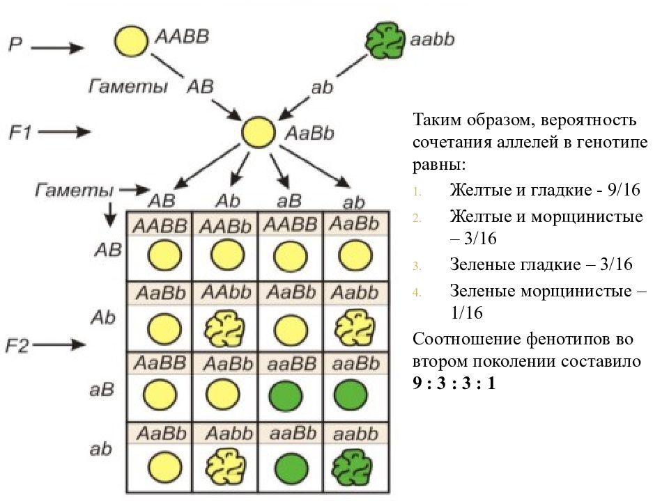 Законы менделя презентация биология 9 класс