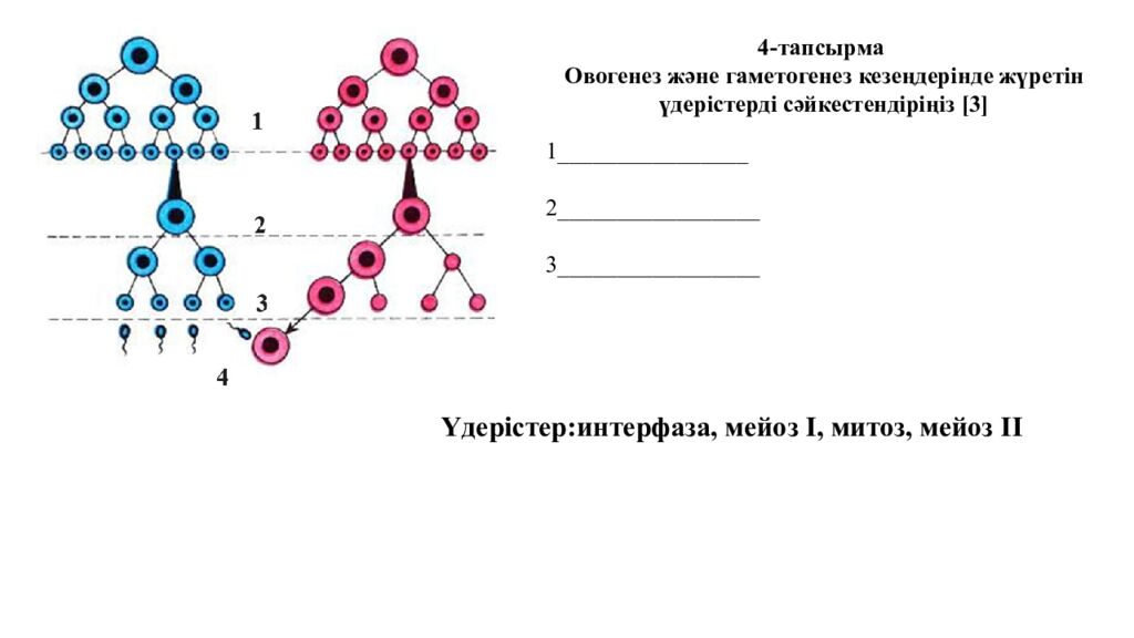 Гаметогенез. Адам гаметогенезінің сатылары. Сперматогенез бен оогенезді