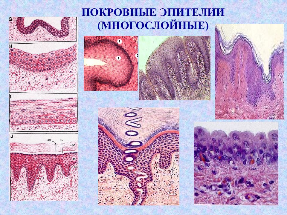 1 эпителиальная ткань. Эпителиальная ткань покровный эпителий. Многослойный цилиндрический эпителий выстилает. Многослойная ткань эпителиальная многослойная. Многослойный неороговевающий цилиндрический эпителий.