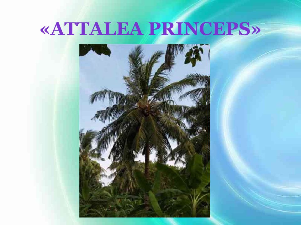 Attalea princeps презентация 5 класс