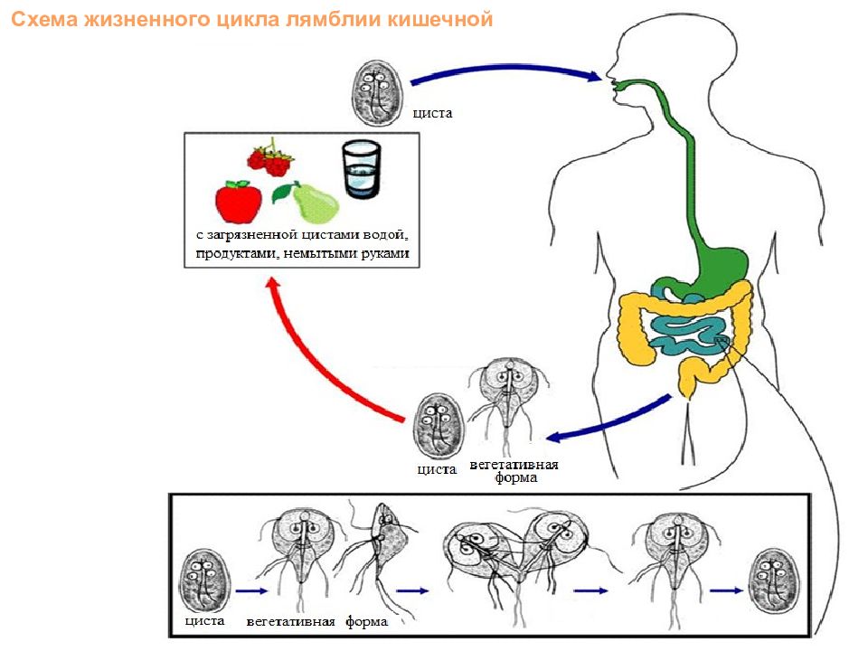 Лямбия. Жизненный цикл лямблии схема. Цикл развития лямблии рисунок. Цикл развития лямблии кишечной. Цикл развития лямблии схема.