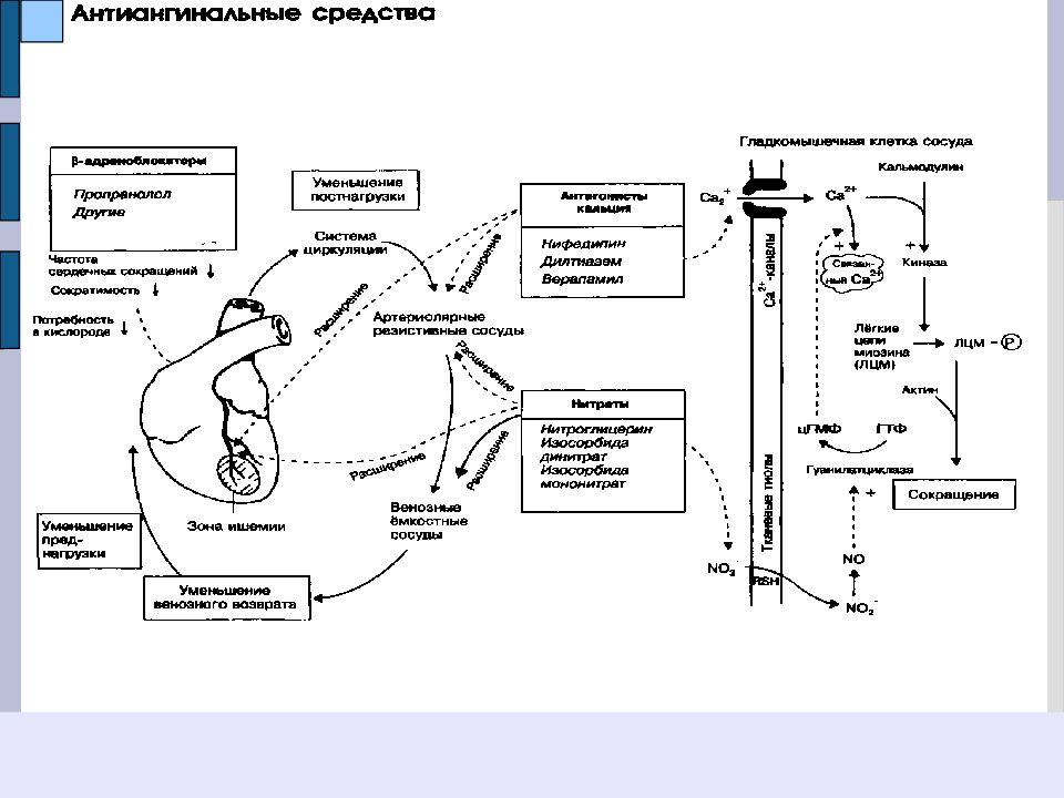 Антиангинальные средства схема