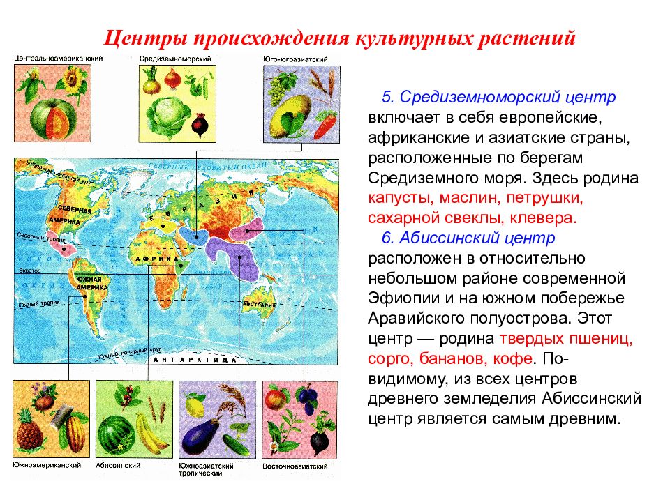 Презентация центры происхождения культурных растений 11 класс