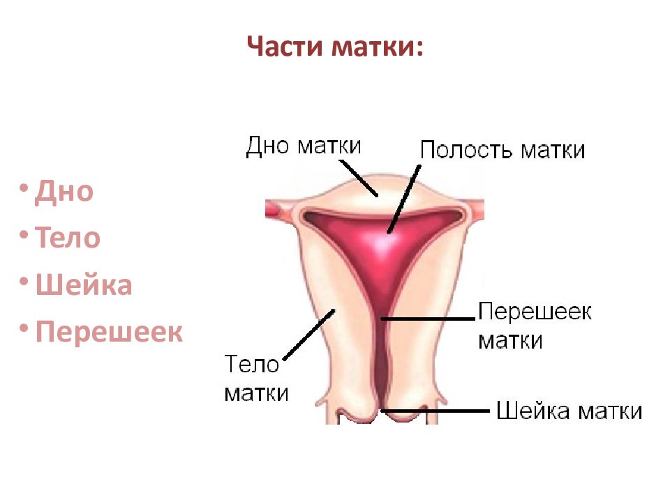 Строение матки рисунок с подписями