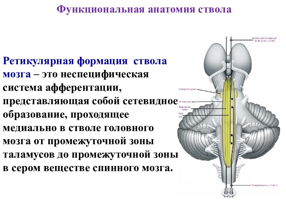 Функциональная анатомия. Функциональная анатомия ствола. Функциональная анатомия ствола мозга ретикулярная формация. Неспецифические структуры мозга. Функциональная анатомия ствола головного мозга.