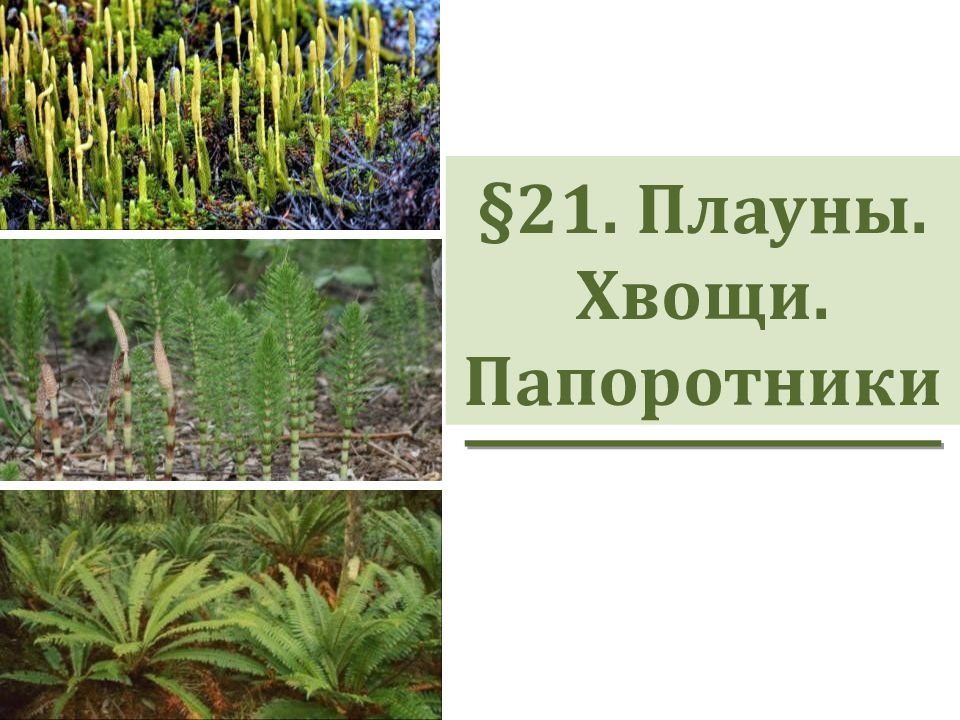 21. Плауны. Хвощи. Папоротники