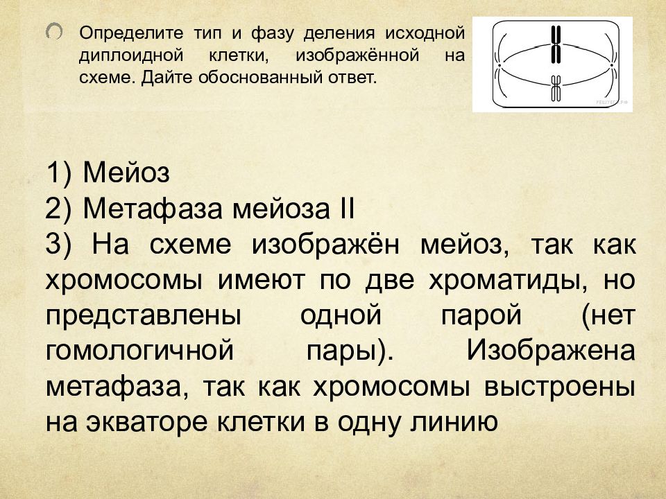 Дайте обоснованный ответ. Тип деления трехплоидной клетки. Определите Тип и фазу деления. Определите Тип и фазу деления гаплоидной клетки. Определите Тип и фазу деления клетки изображенной.