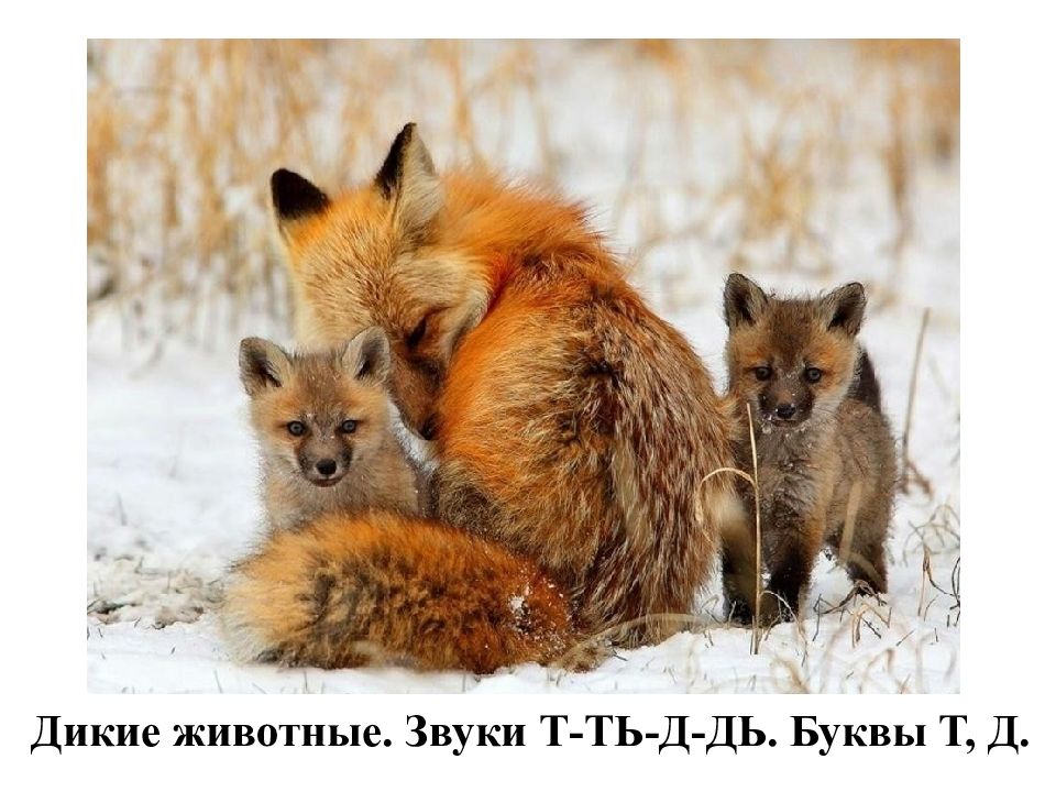 Дикие животные. Звуки Т-ТЬ-Д-ДЬ. Буквы Т, Д