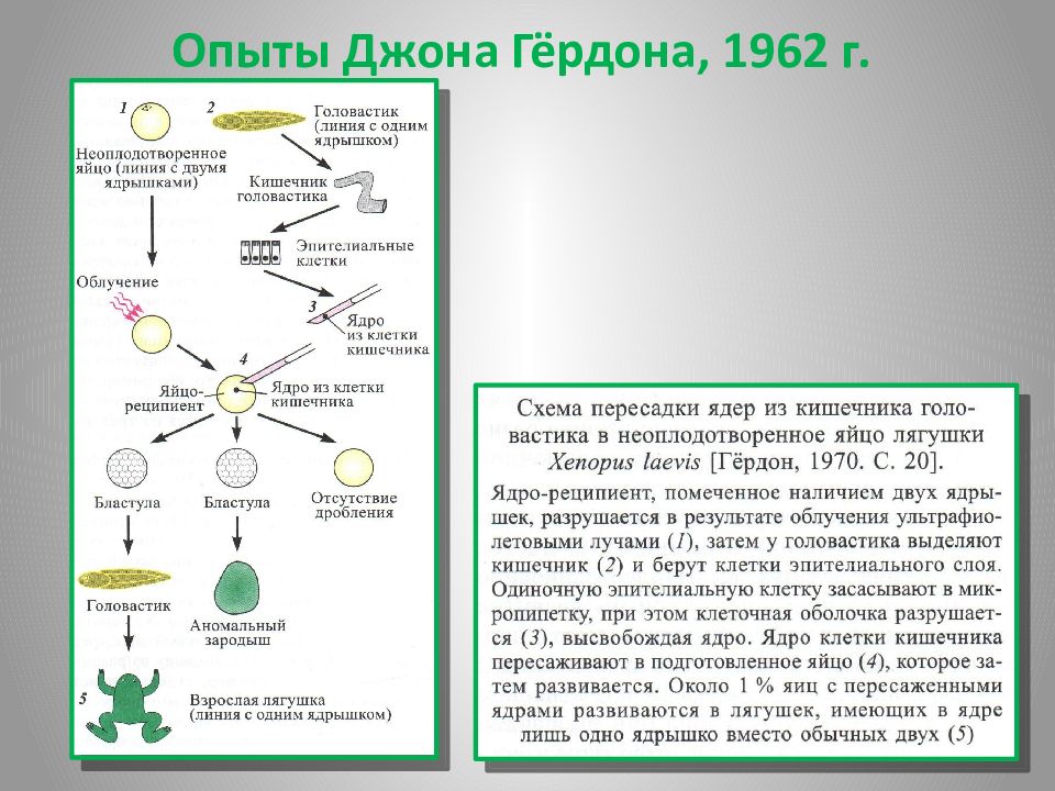 Клетка беру. Опыт Гердона. Опыты Гердона по пересадке ядер. Дж Гердон клонирование лягушки. Клонирование амфибий (Дж. Гёрдон).