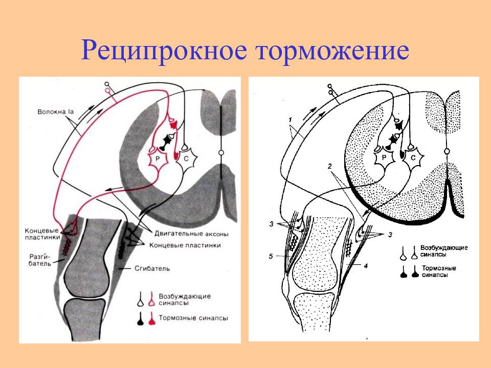 Реципрокного торможения схема