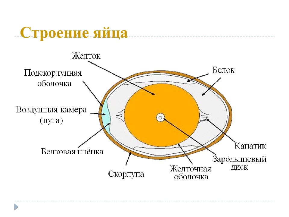 Строение яйца картинка