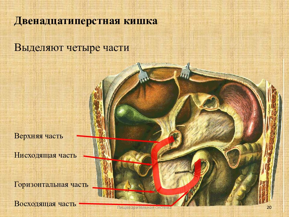 Выделяют четыре. Двенадцатиперстная кишка 4 части. В двенадцатиперстной кишке выделяют 4 части. Голотопия двенадцатиперстная кишка верхний часть. Анатомия двенадцатиперстной кишки горизонтальная нисходящая.