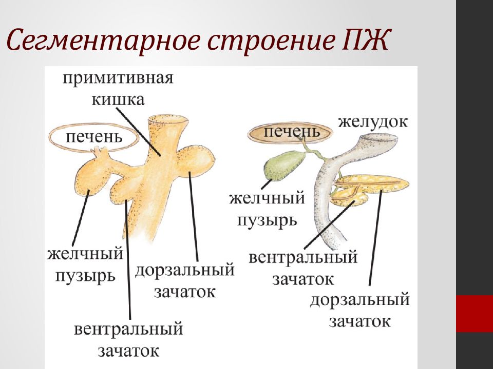 Анатомия поджелудочной железы человека презентация