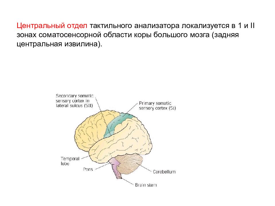 Составить схему осязательного анализатора