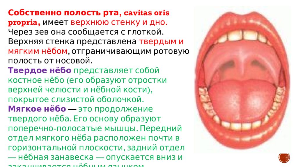 Содержимое полости рта. Стенки ротовой полости образованы. Стенки собственно полости рта анатомия. Мткнки собвенно полости рта. Сообщения ротовой полости.