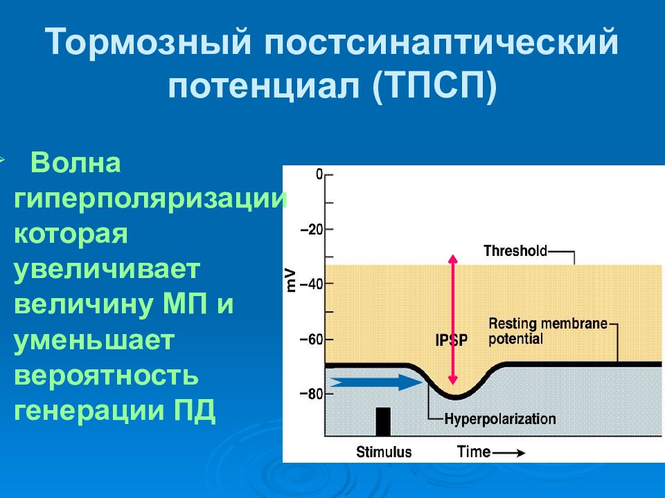 Генерация пд. ТПСП. Потенциал действия на постсинаптической мембране. Постсинаптический потенциал и потенциал действия отличия. Общая физиология.