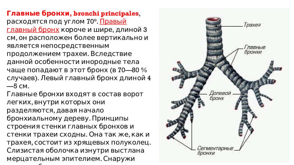 Главные бронхи. Трахея главный бронх правый главный бронх левый. Строение трахеи и главных бронхов анатомия. Главный бронх анатомия. Правый главный бронх анатомия.