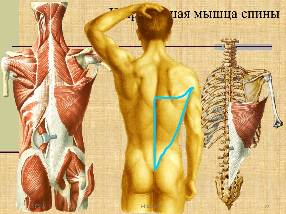 Спина картинка анатомия. Широчайшая мышца спины топография. Широчайшая мышца спины иннервация. Спина человека анатомия. Мышцы спины анатомия человека.