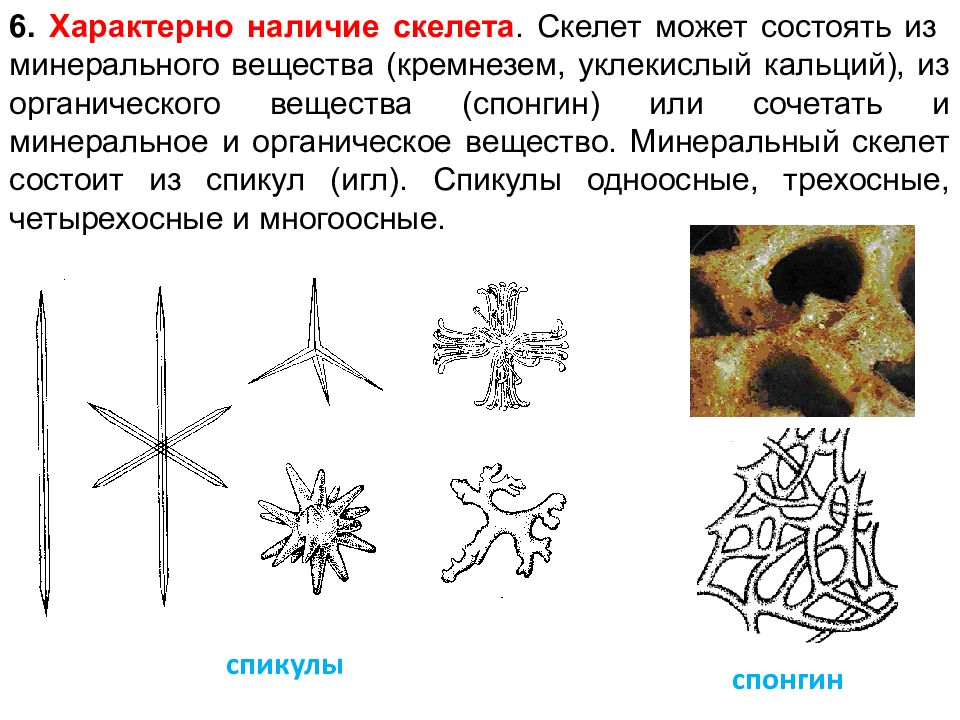 Характерно наличие. Спикулы губок. Минеральный скелет. Скелетные элементы губок. Спикула скелетные элементы.