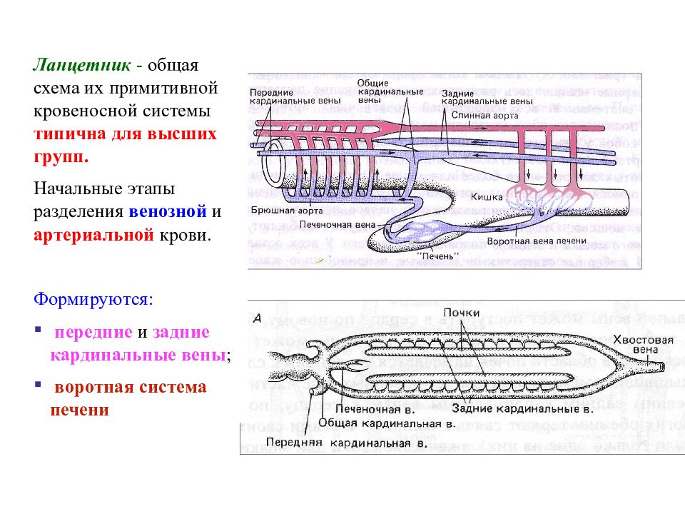 Воротная система печени у ланцетника. Схема кровеносной системы ланцетника. Ланцетник схема. Онтогенез кровеносной системы.