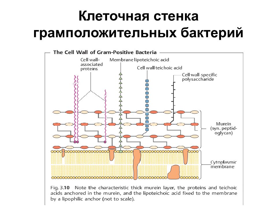 Схема строения клеточной стенки грамположительных и грамотрицательных бактерий