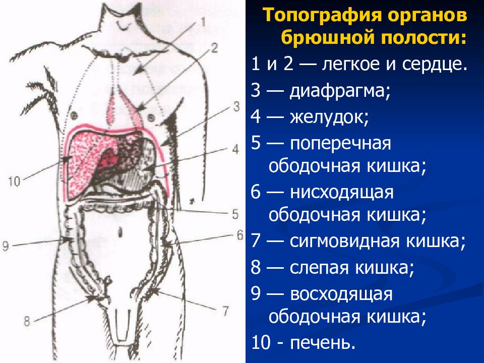 Схема внутренних органов живота