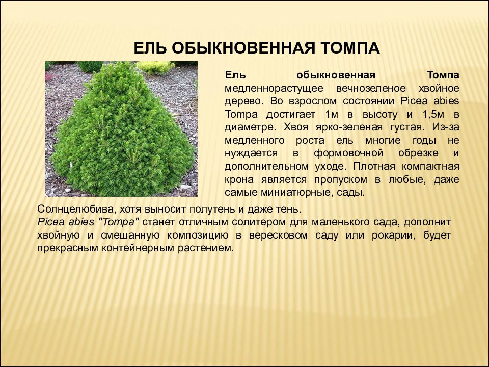 Ель обыкновенная tompa описание фото