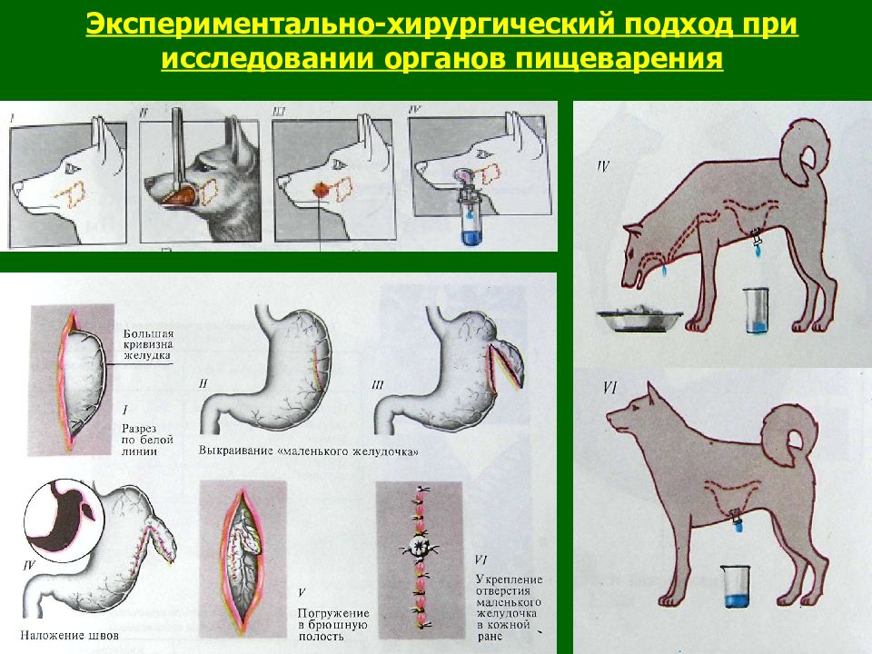 Методы изучения органов пищеварения биология. Исследование органов пищеварения. Методы исследования пищеварения физиология. Исследование органов пищеварения у животных. Методы исследования пищеварительной системы у собак.