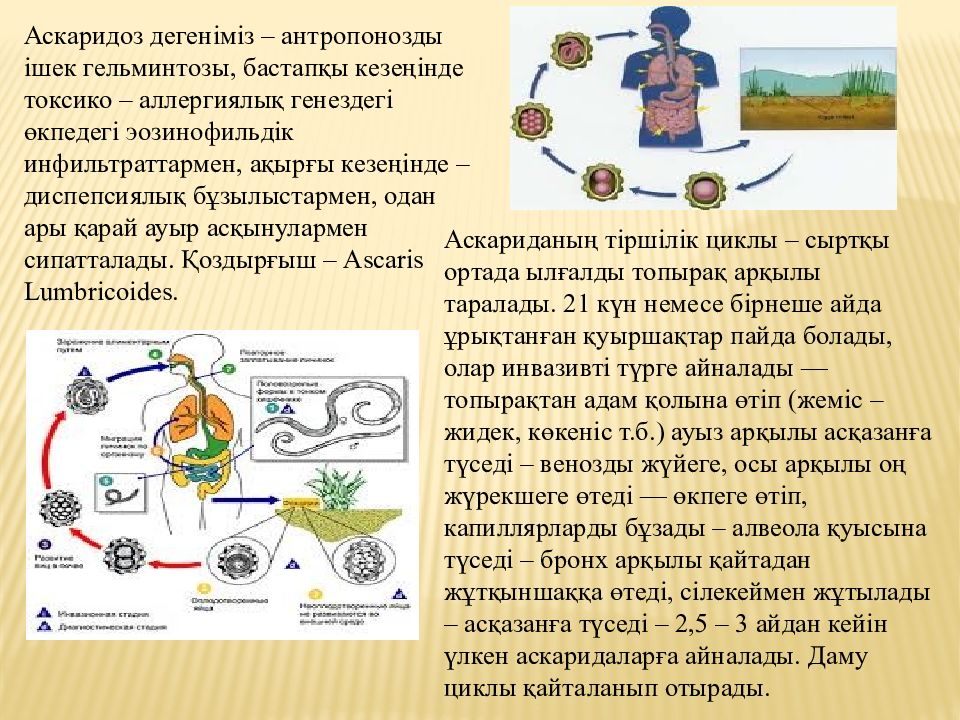 Как заразиться аскаридозом. Аскариды источник заражения. Промежуточный хозяин аскариды человеческой. Систематика аскариды человеческой. Аскарида человеческая факторы передачи.