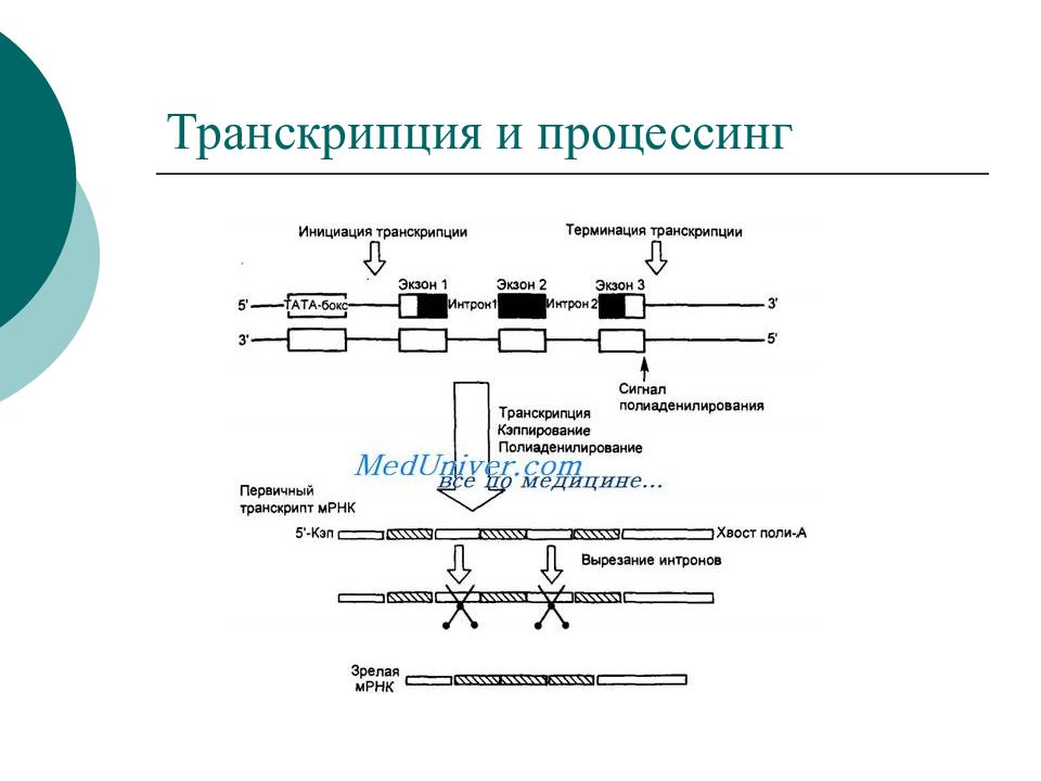 Последовательность этапов процессинга. Процессинг РНК схема. Процессинг ДНК схема. Процессинг и сплайсинг РНК этапы. Этапы транскрипции процессинг.