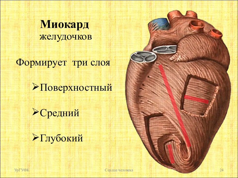 Миокард латынь. Строение миокарда предсердий и желудочков. Слоев миокарда предсердий и желудочков сердца.. Слои миокарда предсердий и желудочков схема. Схема слоев миокарда предсердий и желудочков сердца.