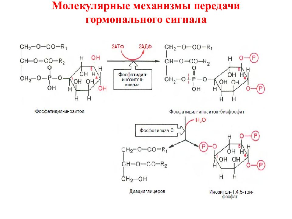 Механизмы передачи гормональных сигналов. Вторичные посредники передачи гормонального сигнала биохимия. Механизм передачи гормонального сигнала адреналин. Передача гормонального сигнала в клетку.. Передача гормонального сигнала биохимия.