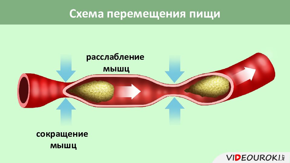 Движение пищи. Перемещение пищи. Последовательность перемещения пищи. Как движется пища схема. Установите правильную последовательность перемещения пищи.