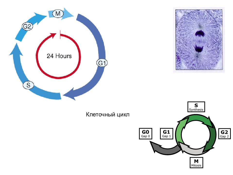 2 этапа клеточного цикла. Регуляторы клеточного цикла. Клеточный цикл рисунок. Контрольные точки клеточного цикла. Клеточный цикл линейная схема.