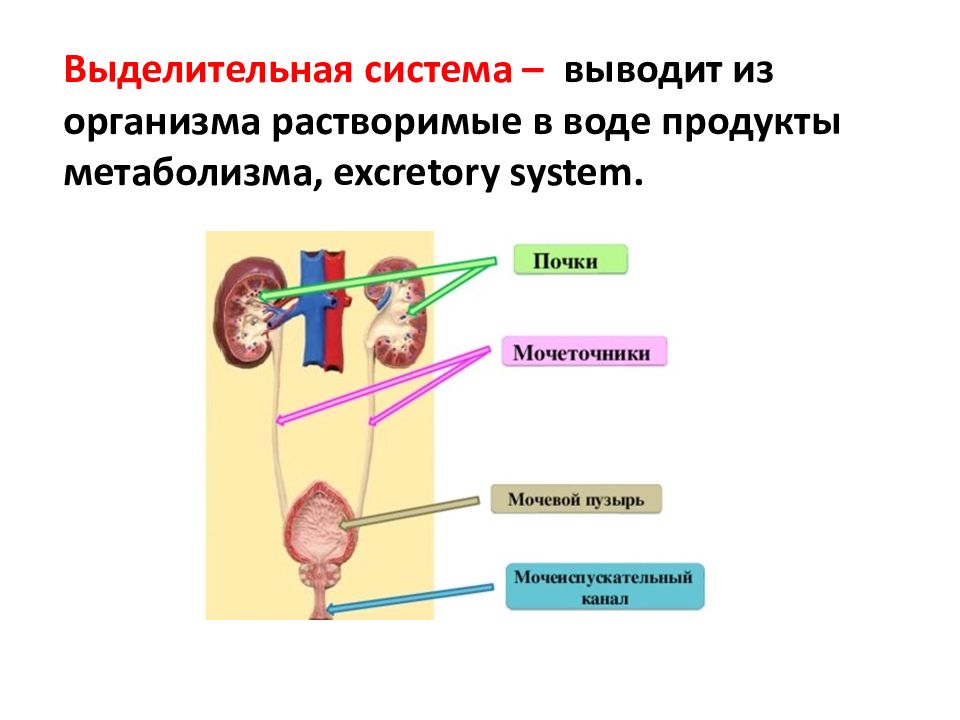 Схема выделительной системы