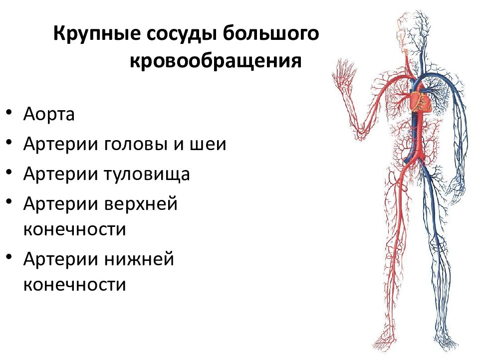 Вены и артерии схема. Венозная система человека крупные вены. Артериальная система схема артерий. Венозная система и артериальная система. Артериальная и венозная система кровоснабжения.