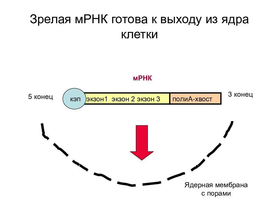 Мрнк. Строение матричной РНК эукариот. Структура матричной РНК. Строение МРНК эукариот. . Строение зрелых МРНК У про- и эукариот.