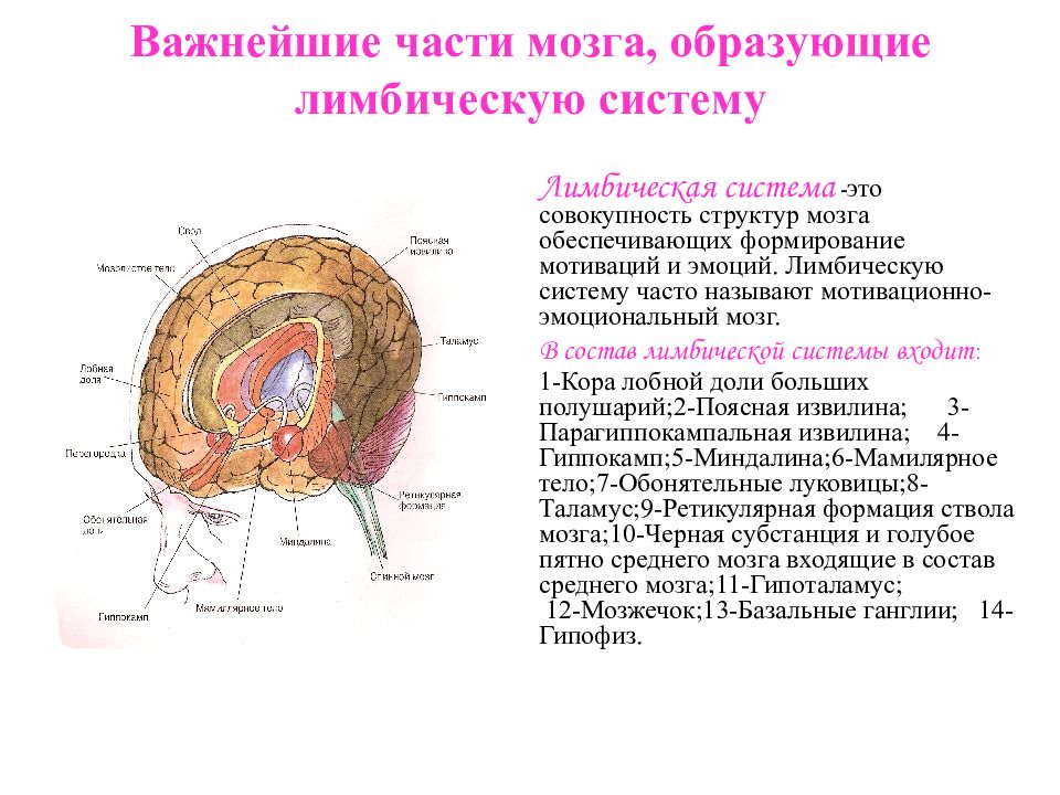 Мозг образован. Лимбическая система головного мозга. Лимбическая система головного мозга анатомия. Структуры лимбической системы головного мозга. Лимбическая система в мозге человека анатомия.