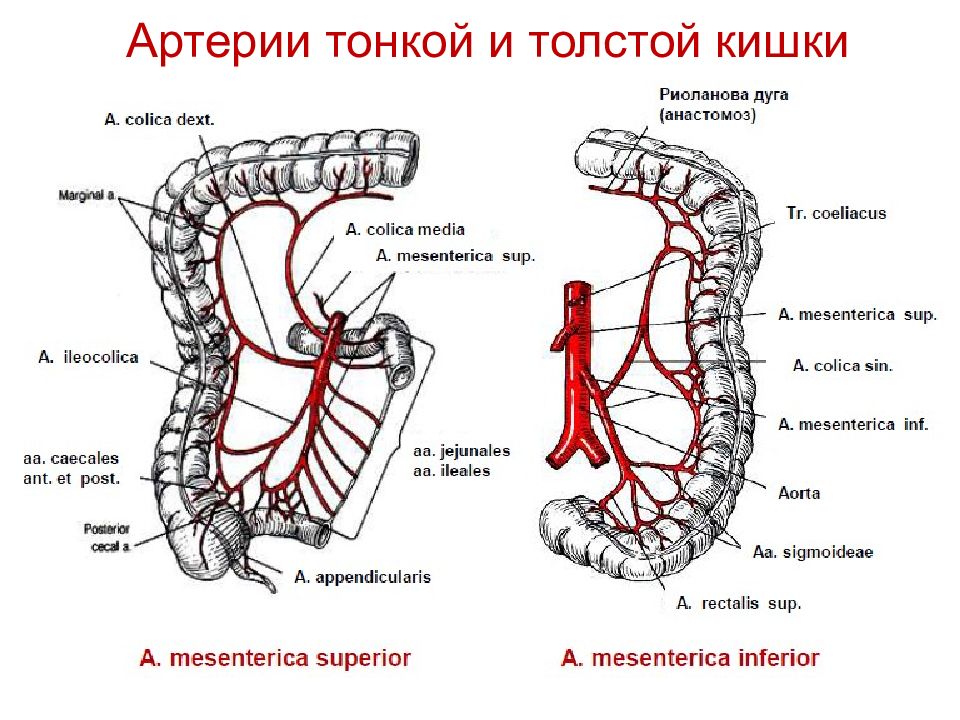 Кровоснабжение толстой кишки схема